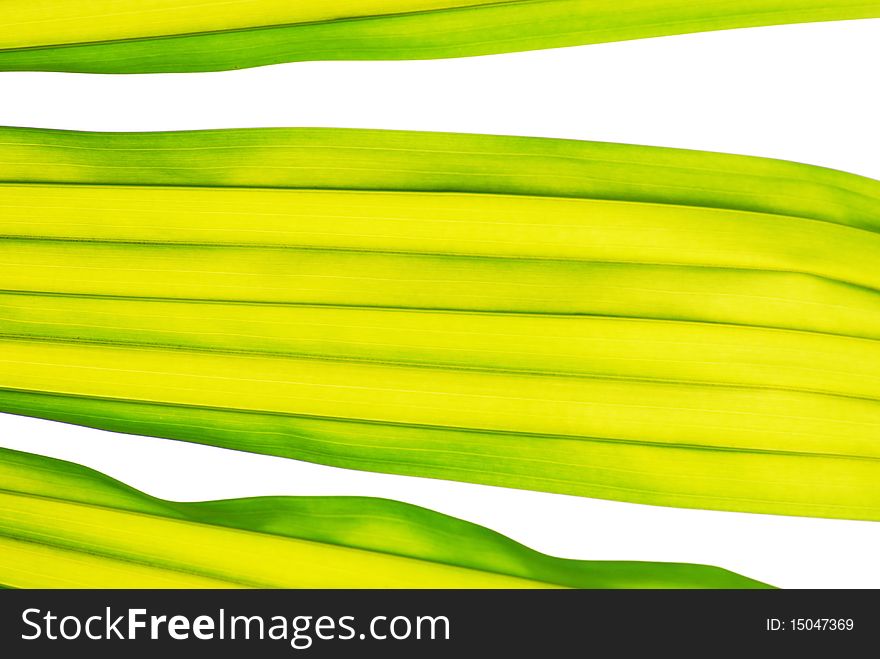 Isolated texture of green leaf. Isolated texture of green leaf