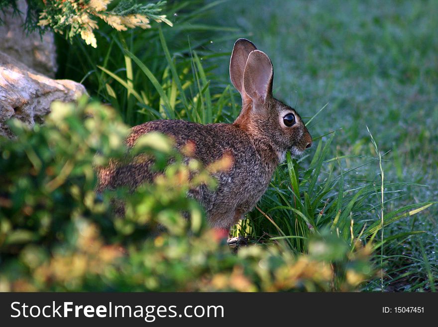 Brown Rabbit feeding on some grass