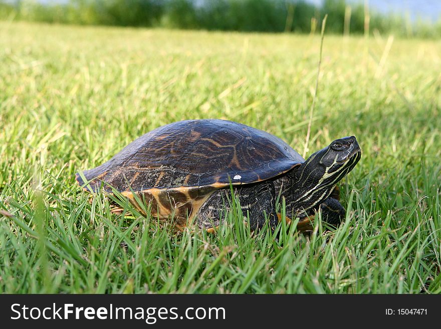 Turtle looking for a place to lay her eggs. Turtle looking for a place to lay her eggs