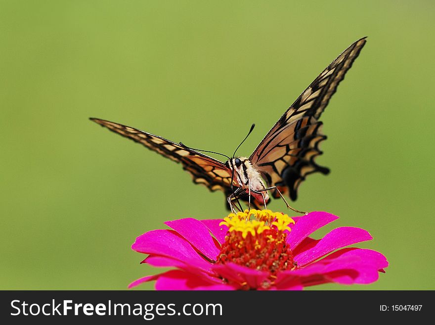 A beautful butterfly eating pollen on the red flower