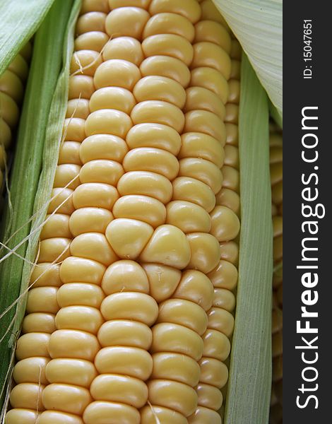 Raw corn cob close up. Raw corn cob close up