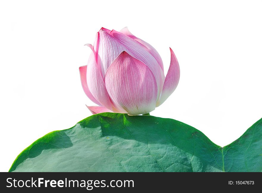 Lotus isolated in white background