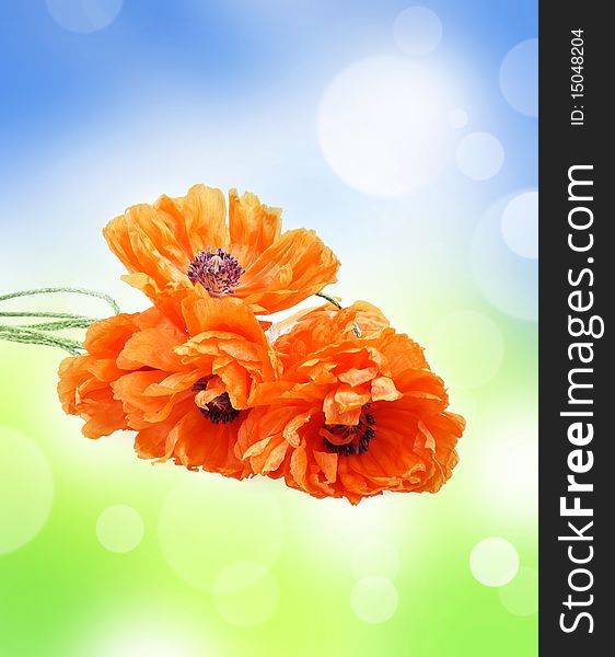 Abstract colored background with four red poppies. Abstract colored background with four red poppies