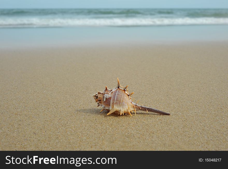 In summer day sand beach conch. In summer day sand beach conch