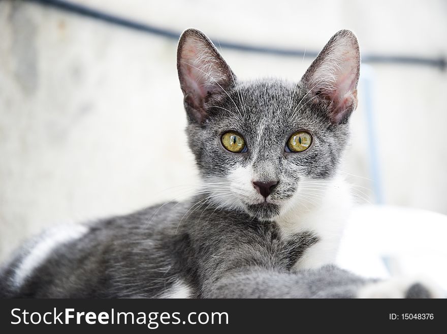 Beautiful grey cat