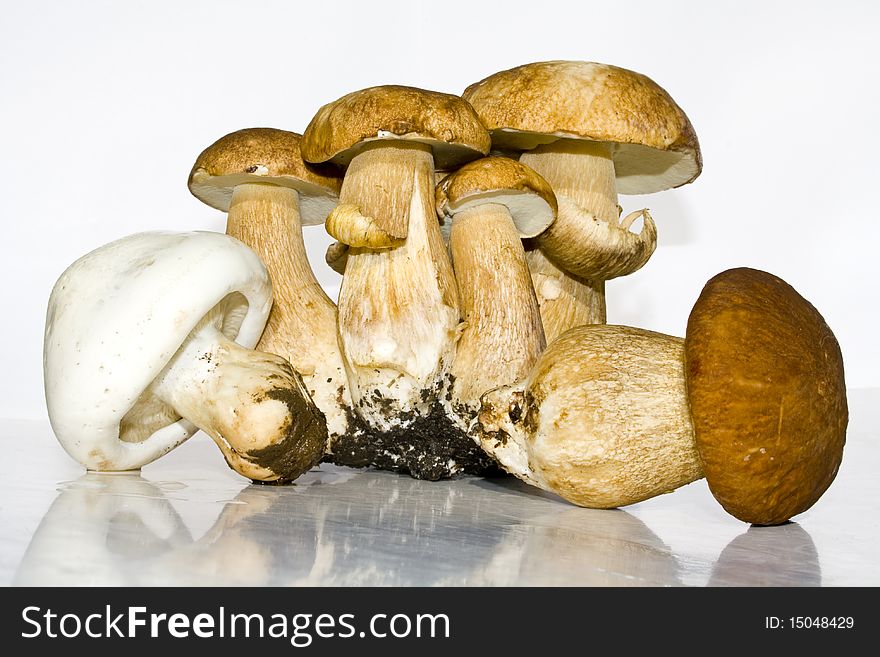 A photo of a white mushroom family