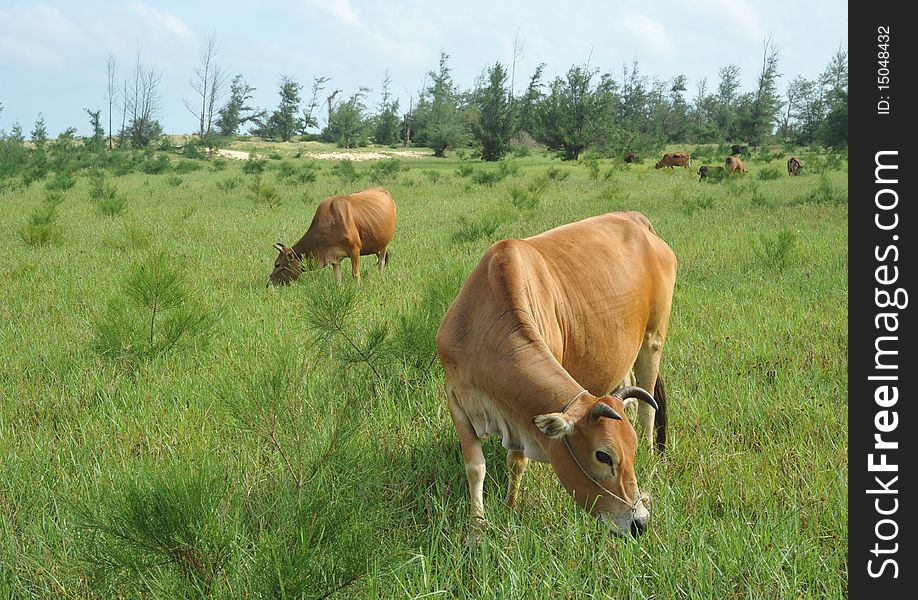 Two ox on the meadow