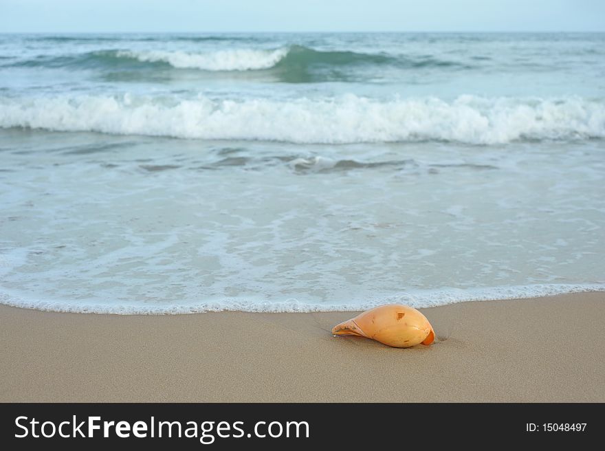 In summer day sand beach conch. In summer day sand beach conch