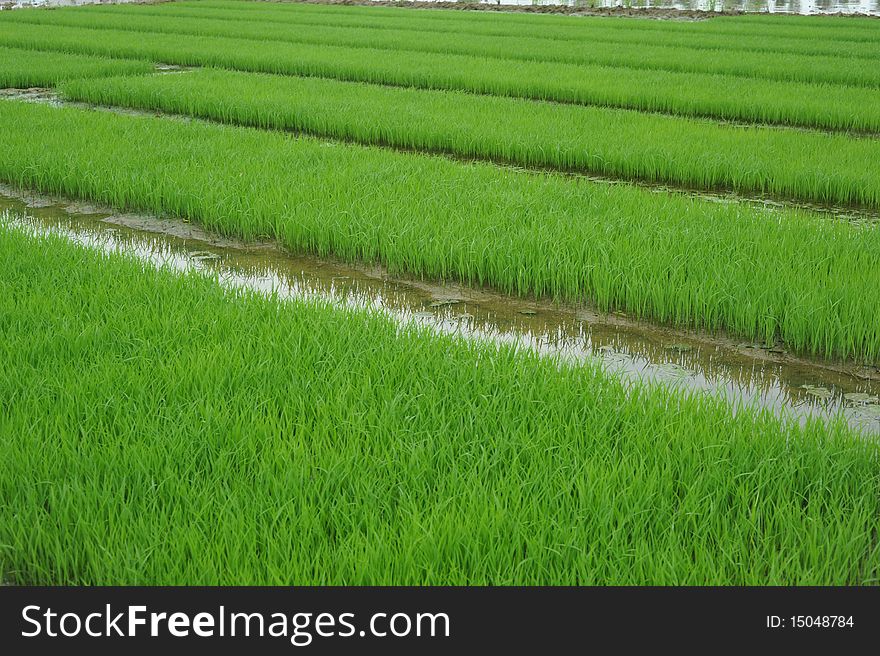 Rice seedlings in spring, China