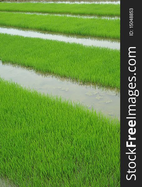 Rice seedlings in spring, China