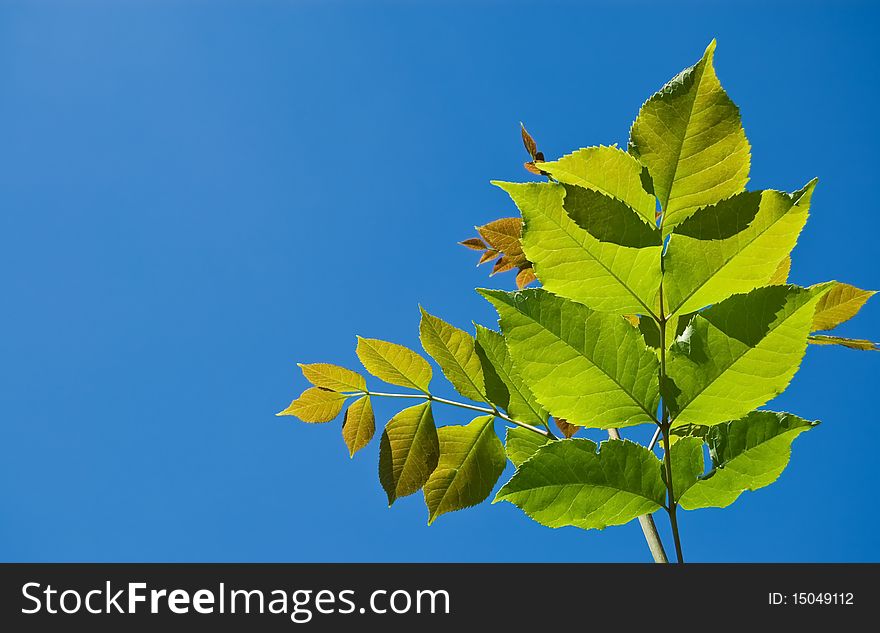 Green leaves against a background of sky