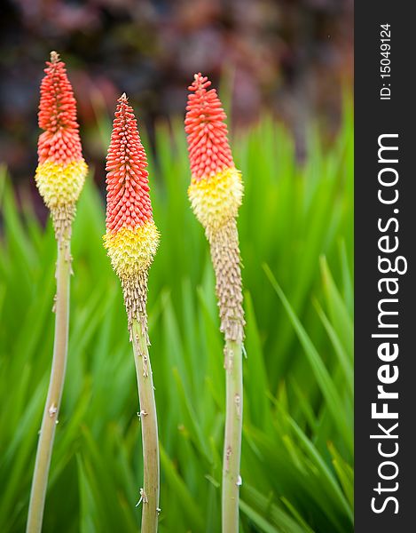 Red hot poker flowers with a grassy background. Red hot poker flowers with a grassy background