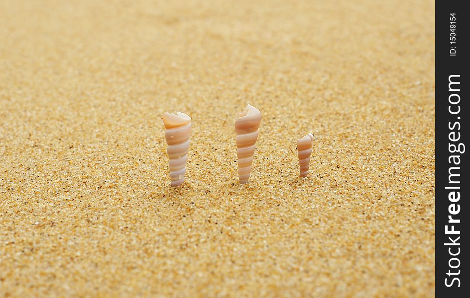 Close-up of three conch on the beach. Close-up of three conch on the beach