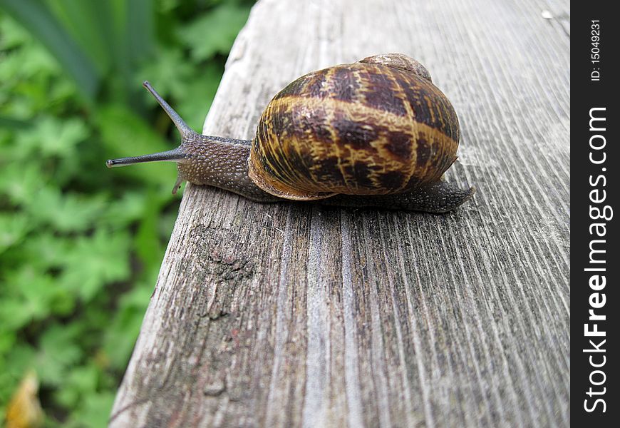 Small snail on wooden bench