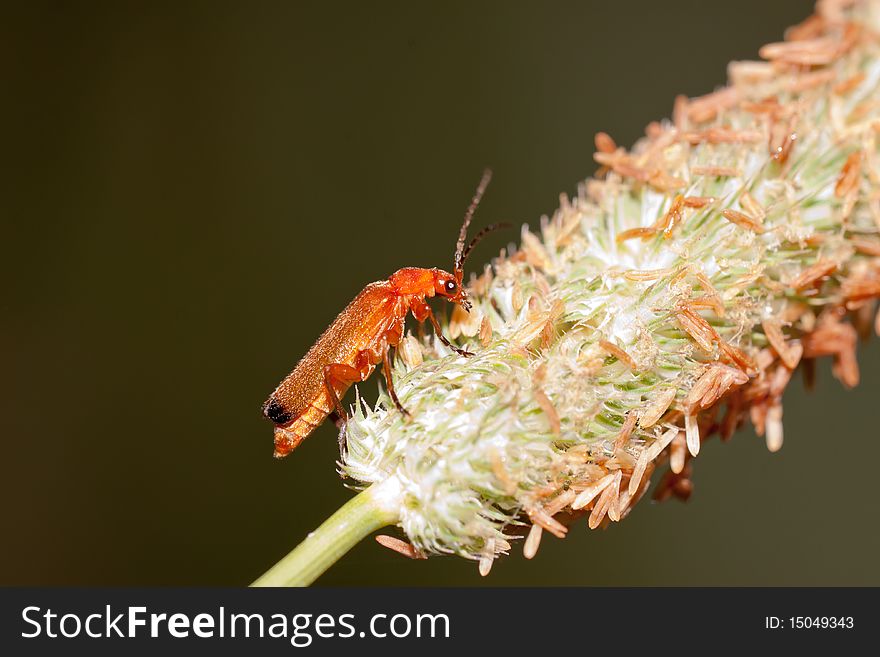 Beetle Cantharis on the plant