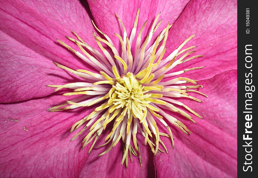 A close up of a pink clematis flower