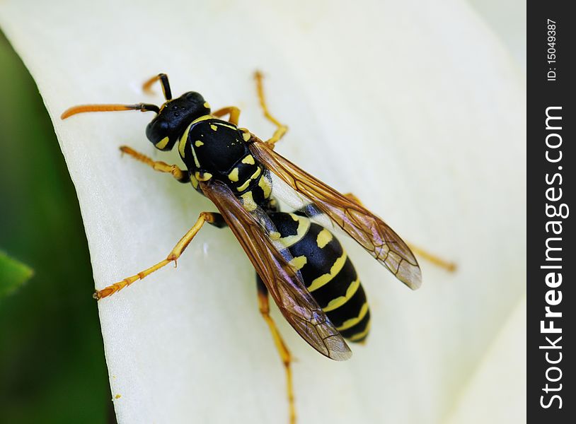 Bee gathering pollen from a white flower. Macro. Image is processed from NEF files and are retouched to achieve the best possible image quality.