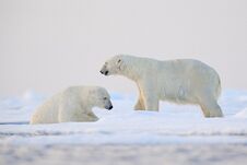 Polar Bear Swimming In Water. Two Bears Playing On Drifting Ice With Snow. White Animals In The Nature Habitat, Alaska, Canada. Royalty Free Stock Photo Polar Bear Swimming In Water. Two Bears Playing On Drifting Ice With Snow. White Animals In The Nature Habitat, Alaska, Canada. Royalty Free Stock Photo