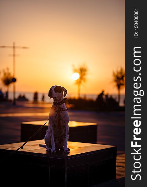Dog phenotype pointer sits at sunset on marble pedestal in the square in Izmir. Dog phenotype pointer sits at sunset on marble pedestal in the square in Izmir