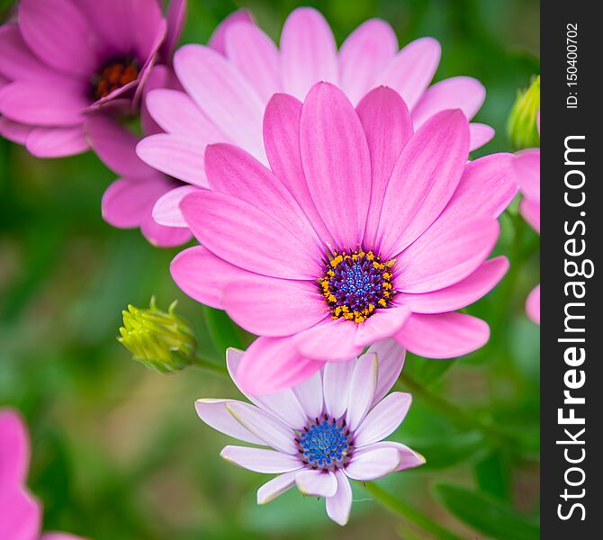 A close-up image of a beautiful, vibrant, bloom of pink-petal Cape Daisies Osteospermum. A close-up image of a beautiful, vibrant, bloom of pink-petal Cape Daisies Osteospermum.