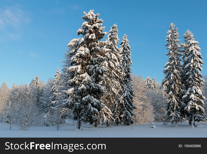 Cold and winter landscapes with snow in Russia.