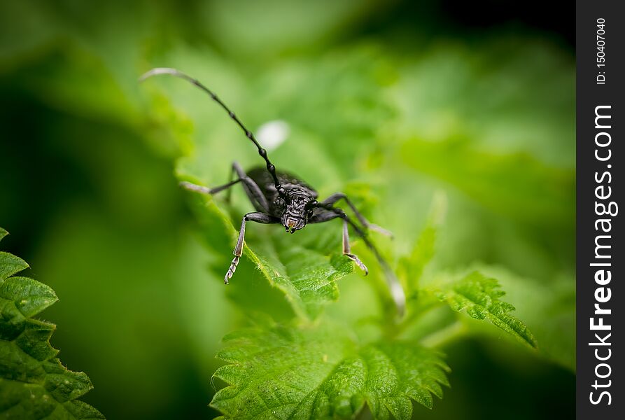 Big black beetle on green plant, macro shot