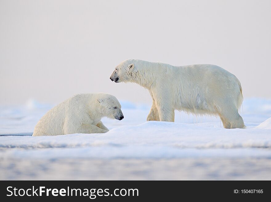 Polar bear swimming in water. Two bears playing on drifting ice with snow. White animals in the nature habitat, Alaska, Canada. Animals playing in snow, Arctic wildlife. Funny nature image