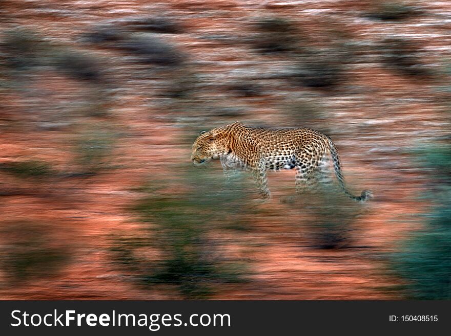 Artistic photo of African leopard, Panthera pardus, expressing movement by camera panning techniques. Motion blur of wild leopard
