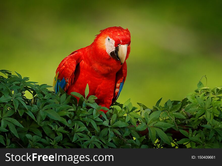 Red Parrot Scarlet Macaw, Ara Macao, Bird Sitting On The Branch With Food, Amazon, Brazil. Wildlife Scene From Tropical Forest.