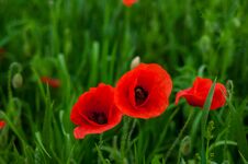 Closeup Of Red Poppy On Cereal Field. Stock Photos