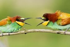 Free Beautiful Colorful Birds Scream At Each Other Royalty Free Stock Photos - 150416888