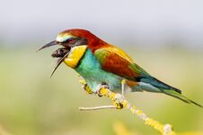 Free Bee-eater Sitting On A Branch Throws Regurgitates Stock Photography - 150419202
