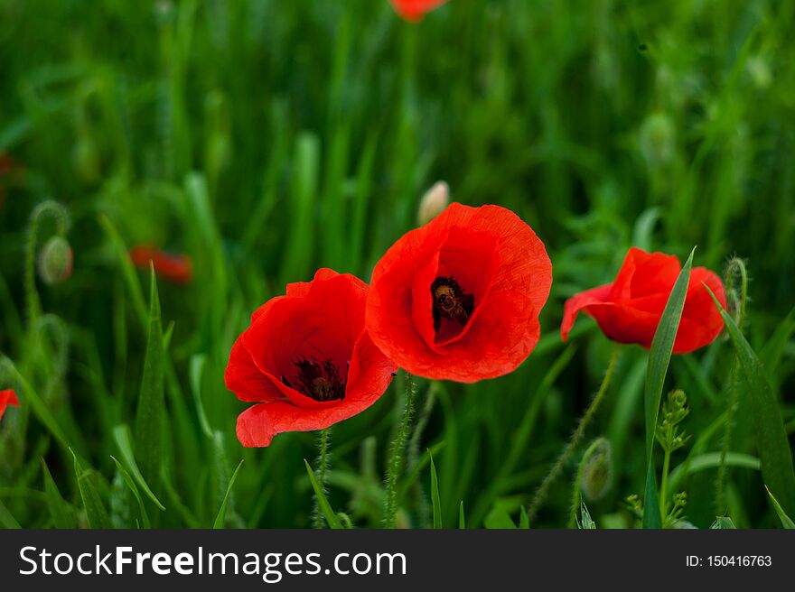 Closeup Of Red Poppy On Cereal Field.