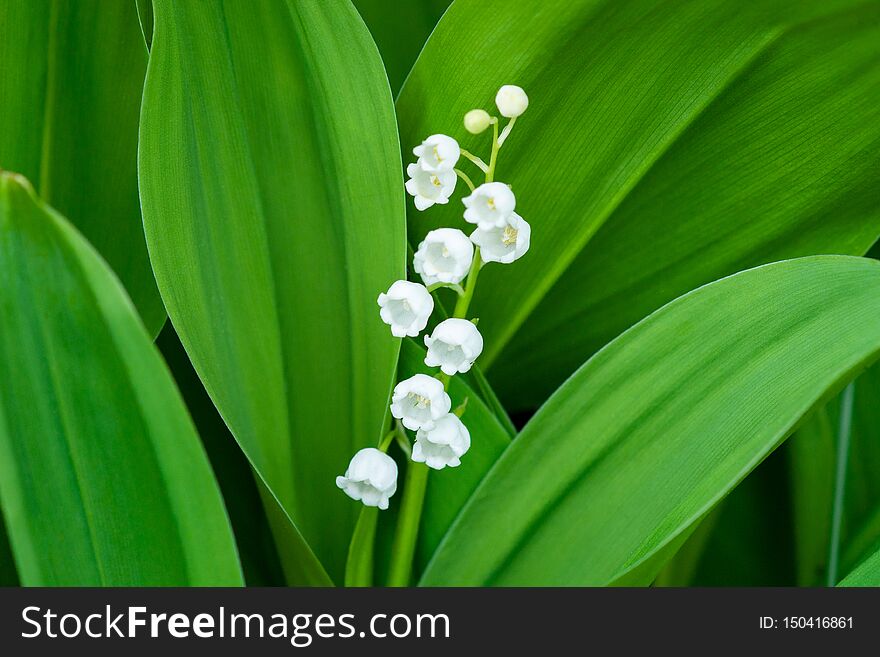 Lily of the valley Convallaria majalis, blooming in the spring forest. Close up. Lily of the valley Convallaria majalis, blooming in the spring forest. Close up
