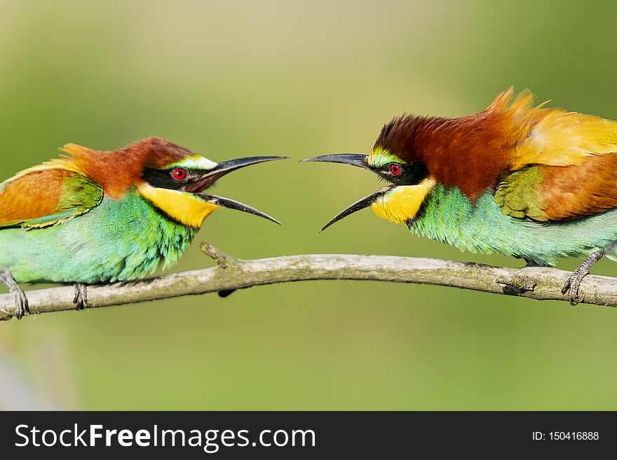 Beautiful colorful birds scream at each other , wild nature