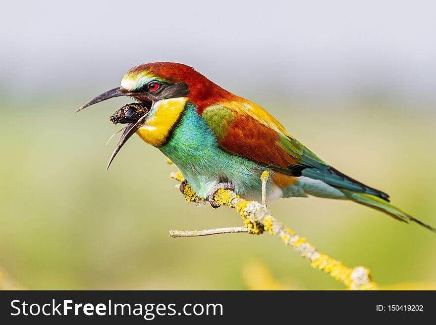 Bee-eater sitting on a branch throws regurgitates , wild nature