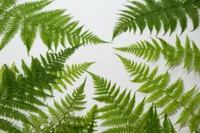 Free Green Fern Leaves Background Stock Photos - 150450643