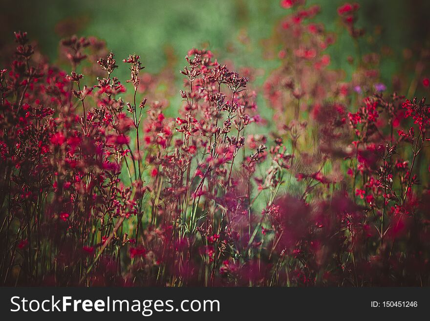 Purple wildflowers in a flower bed in the summer garden. Purple wildflowers in a flower bed in the summer garden