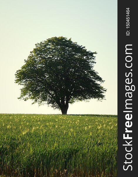 Lonely tree in a Green field in spring with blue sky