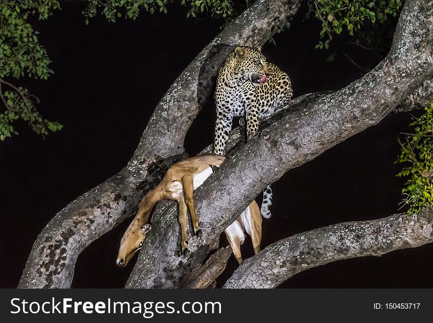 Leopard, Panthera Pardus, With Its Prey, In A Tree