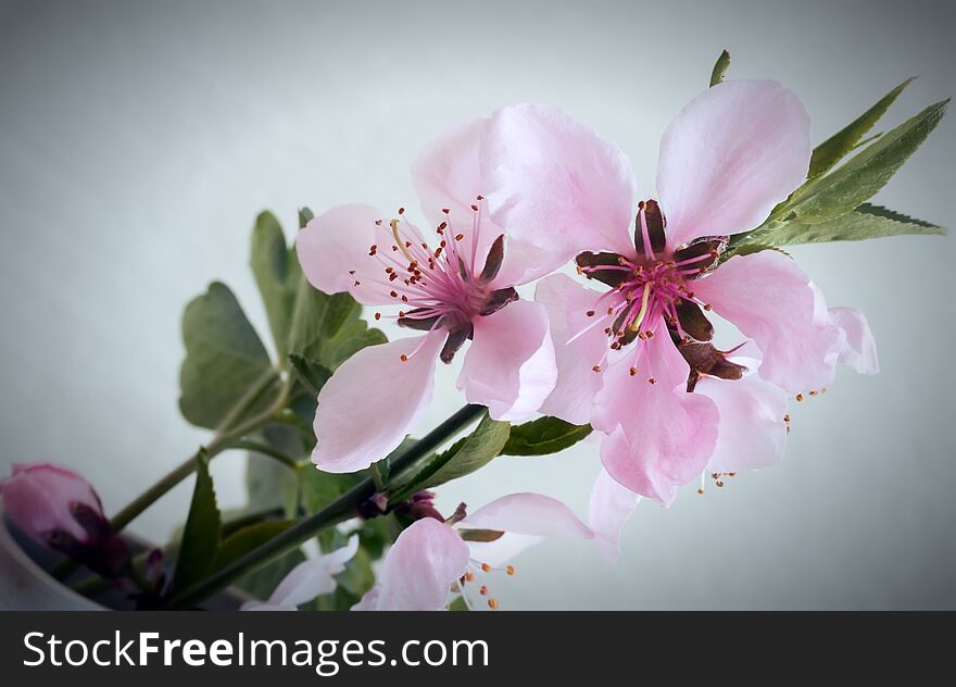 Sprig of peach blossom on white background