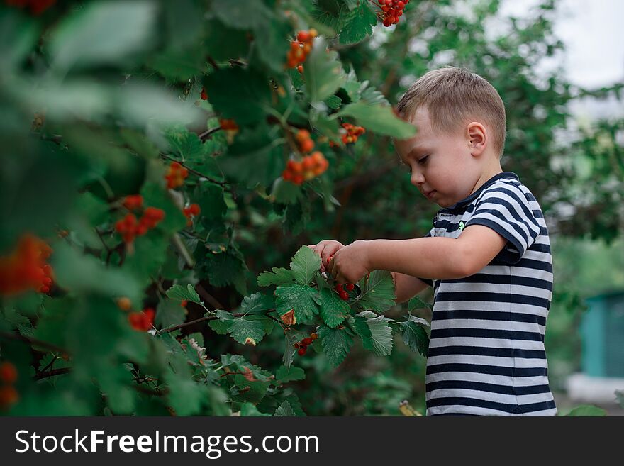 A Boy On A Walk With The Park Among Beautiful Ripe Rowan