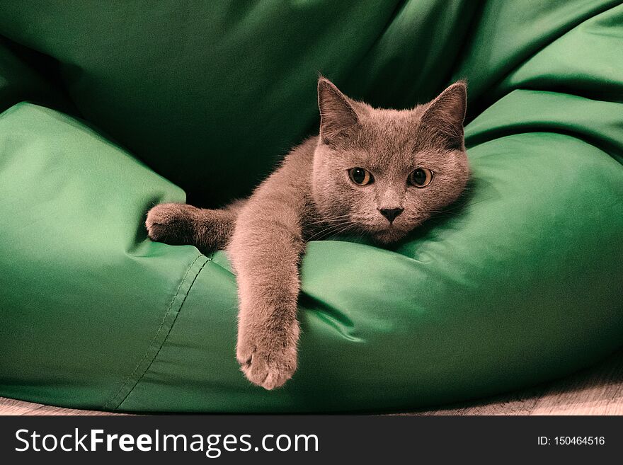 Young British Blue Shorthair Cat Lying on a Green chair bag