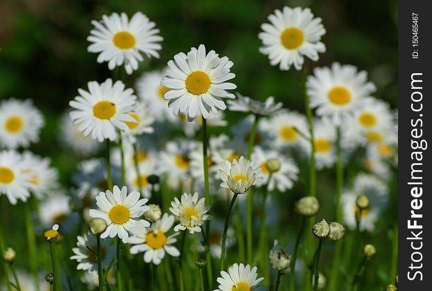 Focus on front Daisy on the Beautiful meadow. Focus on front Daisy on the Beautiful meadow.