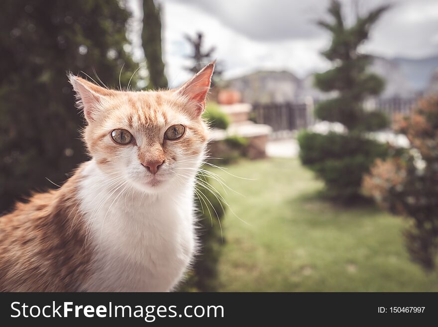 Cute Brown And White Cat Portrait