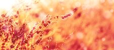 Autumn Natural Bokeh Background With Dry Plants, Golden Yellow Sunny Landscape, Banner, Place For Text Royalty Free Stock Image