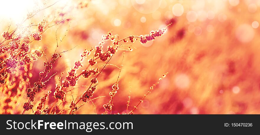 Autumn natural bokeh background with dry plants, golden yellow sunny landscape, banner, place  for text