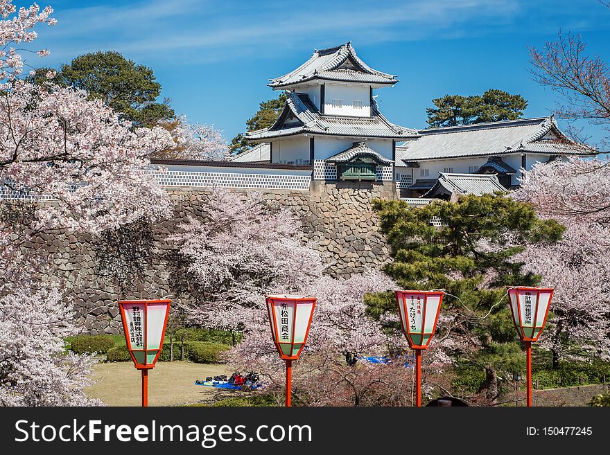 April may cherry blossom season in Japan, Asia. Beauty of blossoming. Nature