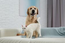 Adorable Dog Looking Into Camera And Cat Together On Sofa Royalty Free Stock Image