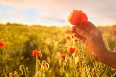 Woman With Red Poppy Flower In Field At Sunset, Closeup Royalty Free Stock Photos